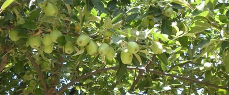 Green apples on branches with green leaves on the trees