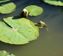 Frog near a sheet of water lilies on the pond