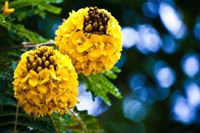 flowers of Caesalpinia tree close up