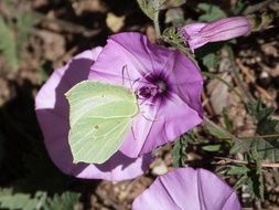 Green butterfly on a purple petal