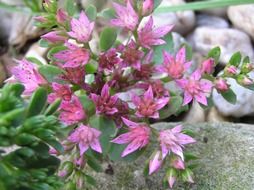 garden plant with pink flowers