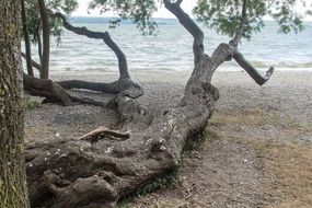 a tree lies on the land on the coast in a park