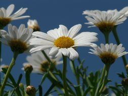 bottom view on camomile on a background of blue sky