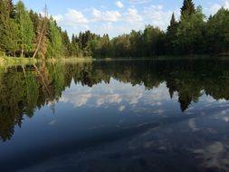 forest pond