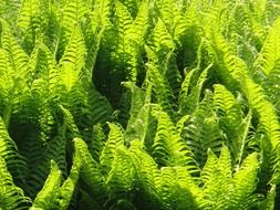 fresh fern plant