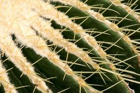needles cactus
