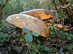 edible mushrooms in the forest