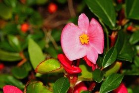 lovely little flower blossom close-up