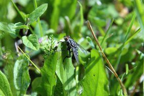 black fly on green grass closeup