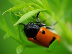 Clytra, short-horned leaf beetle on plant, macro