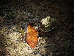 red dry leaf on water