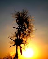 setting sun in the silhouette of dandelions