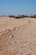 lot of seagulls on the beach