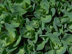 spring plant