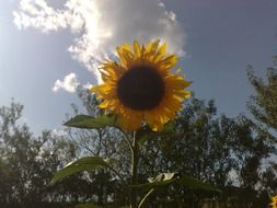 sunflower against a white cloud