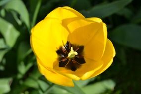 delightful beauty tulip yellow