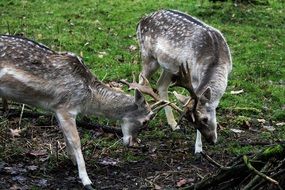 two fallow deers in the forest