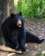 american black bear in the wildife