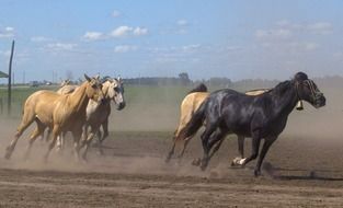 horse running with dust