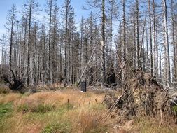 dying trees in the forest