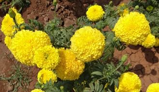 bright marigold with fluffy yellow flowers on soil