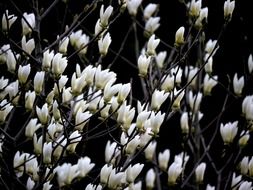 white magnolia flowers in spring