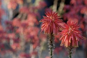 pink aloe as an exotic plant