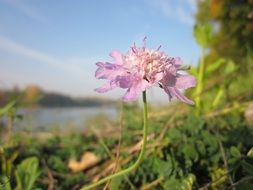 pink flower on a green plant in the fog