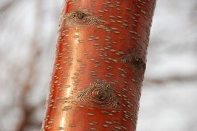 red tree trunk