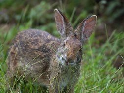 gray hare eating green grass in a meadow