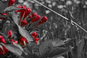 black and white photo of a red blooming flower