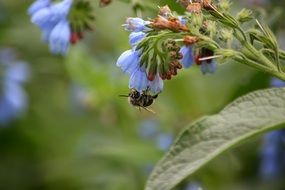 bee on blue flower macro photo