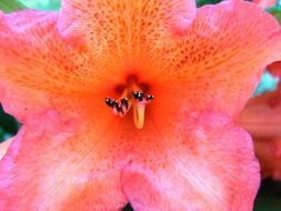 rhododendron blossom