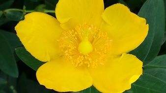 buttercup, open yellow flower, macro