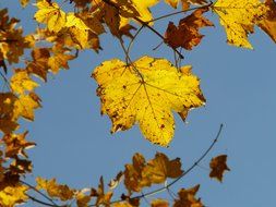 view of the sky through the autumn maple leaves