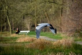 Heron flies in the forest