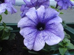 petunia flower purple