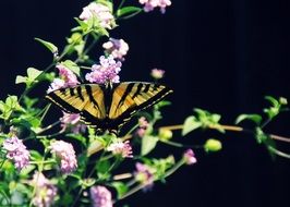 black-yellow butterfly on a flowering plant