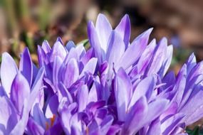 bunch of violet spring crocus