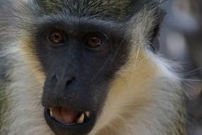 gambia monkey