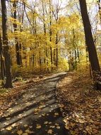 stunning autumn colorful nature