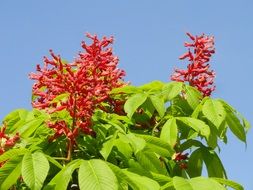 aesculus pavia or red buckeye