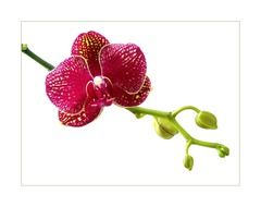 clipart of tropical flowers on a white background