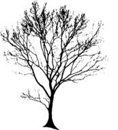 black leafless tree silhouette