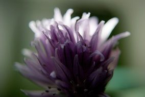 flower petals