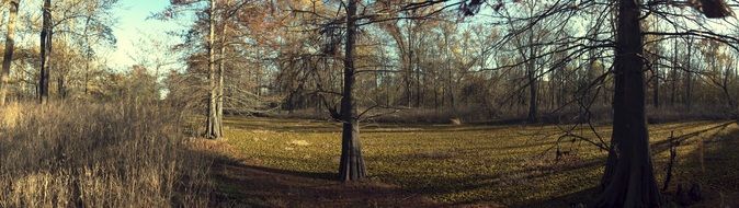 swamp panorama nature