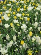 meadow with spring white and yellow tulips
