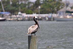 fascinating pelican bird near the water