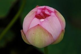 lotus flower on the blurry background