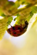 ladybug beneath leaf, macro